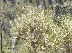 Hakea rostrata