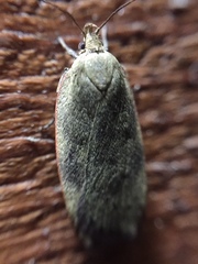 Phaeosaces coarctatella