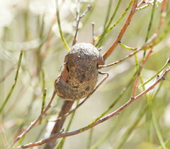 Hakea rostrata