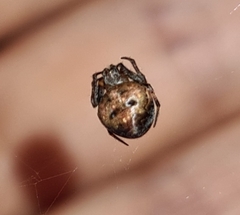 Araneus rotundulus