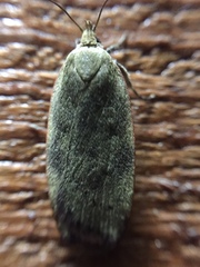 Phaeosaces coarctatella