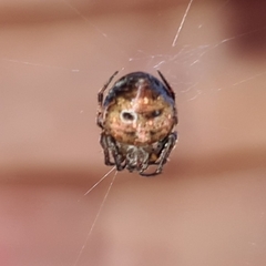 Araneus rotundulus