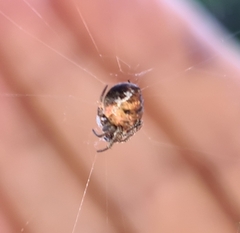Araneus rotundulus