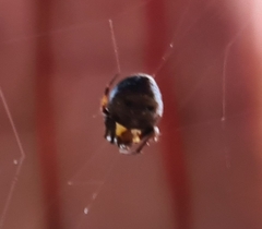 Araneus rotundulus
