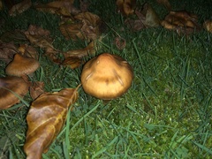 Cortinarius trivialis