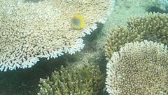 Chaetodon aureofasciatus