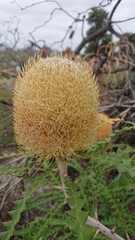 Banksia baxteri