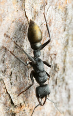 Myrmecia gilberti
