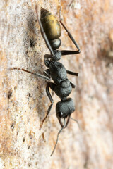 Myrmecia gilberti