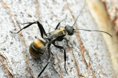 Polyrhachis ammon