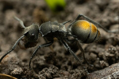 Polyrhachis vermiculosa