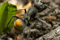 Polyrhachis vermiculosa