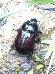 Heteronychus arator