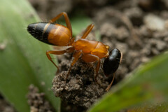 Opisthopsis rufithorax