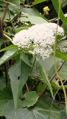 Austroeupatorium inulifolium