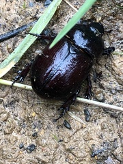 Heteronychus arator