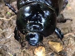 Heteronychus arator
