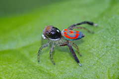 Maratus pavonis
