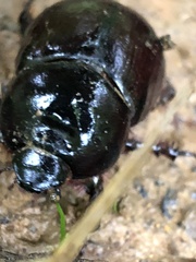 Heteronychus arator