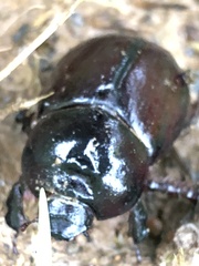 Heteronychus arator