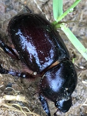 Heteronychus arator