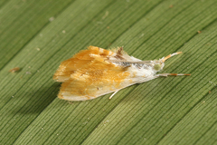 Glaphyriinae