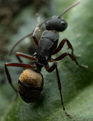 Polyrhachis lydiae