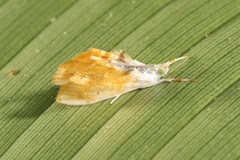 Glaphyriinae