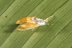 Glaphyriinae
