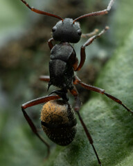 Polyrhachis lydiae