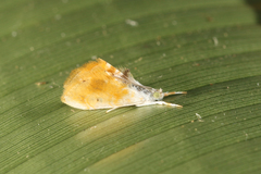 Glaphyriinae