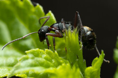 Polyrhachis lydiae