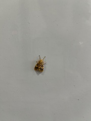 Conogethes punctiferalis