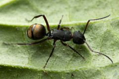 Polyrhachis lydiae