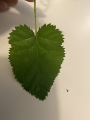 Rubus leucodermis
