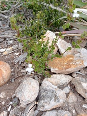 Dyschoriste setigera