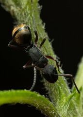 Polyrhachis lydiae