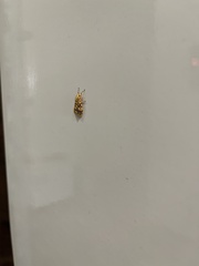 Conogethes punctiferalis