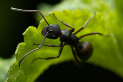 Polyrhachis lydiae
