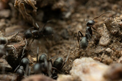 Iridomyrmex suchieri