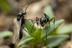 Iridomyrmex suchieri