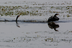 Microcarbo africanus