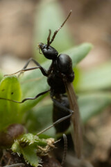 Iridomyrmex suchieri