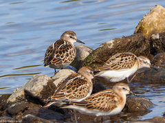 Calidris minuta