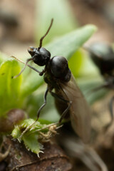 Iridomyrmex suchieri