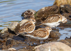 Calidris minuta