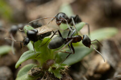 Iridomyrmex suchieri