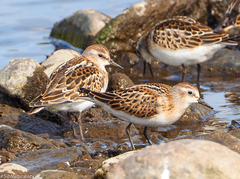 Calidris minuta