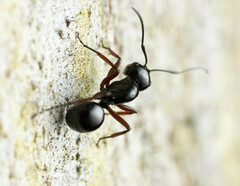 Polyrhachis australis