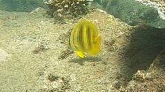 Chaetodon rainfordi